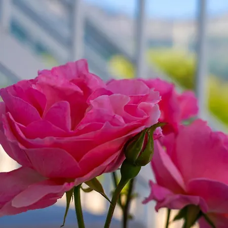 Ξενοδοχείο με διαμερίσματα Menta Σκάλα Ποταμιάς