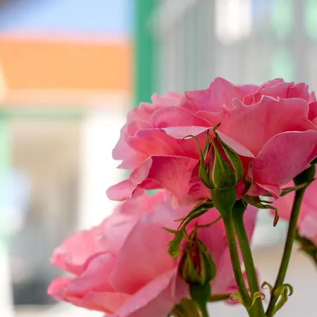 Menta Aparthotel Skala Potamia (Thasos)