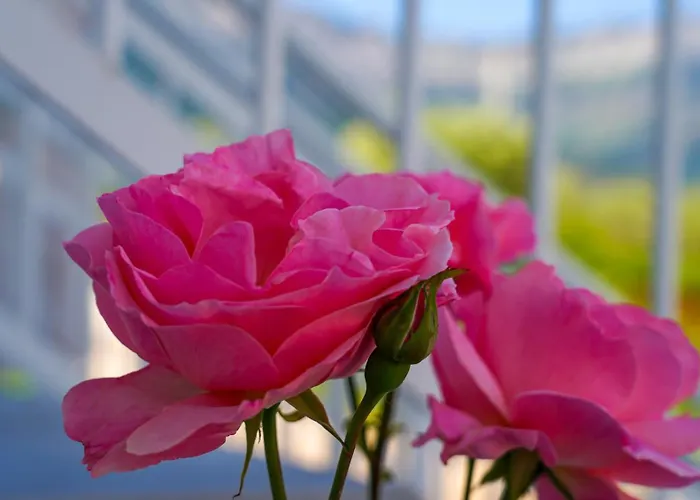 Ξενοδοχείο με διαμερίσματα Menta Σκάλα Ποταμιάς